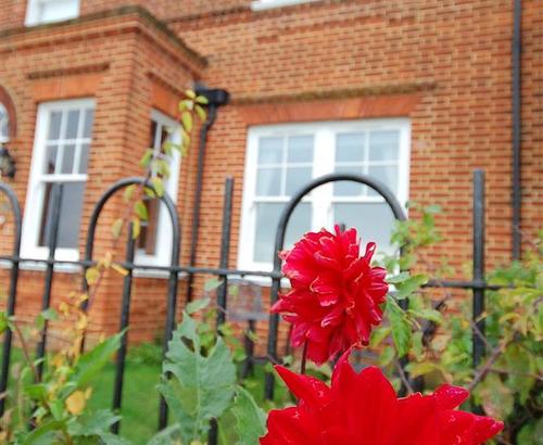 Flowers in the Garden
