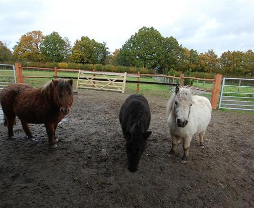 Waypost horses