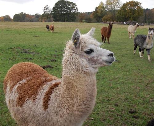Waypost alpacas
