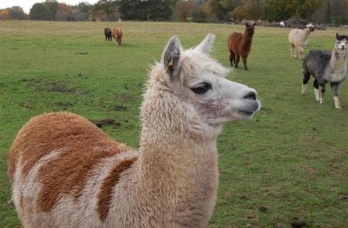 Waypost alpacas