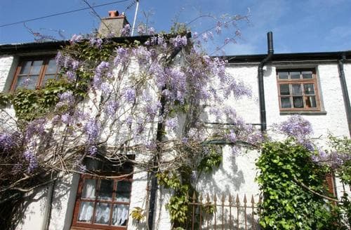 Wisteria in bloom