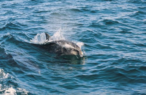 dolphins on the Cerdigion coastline