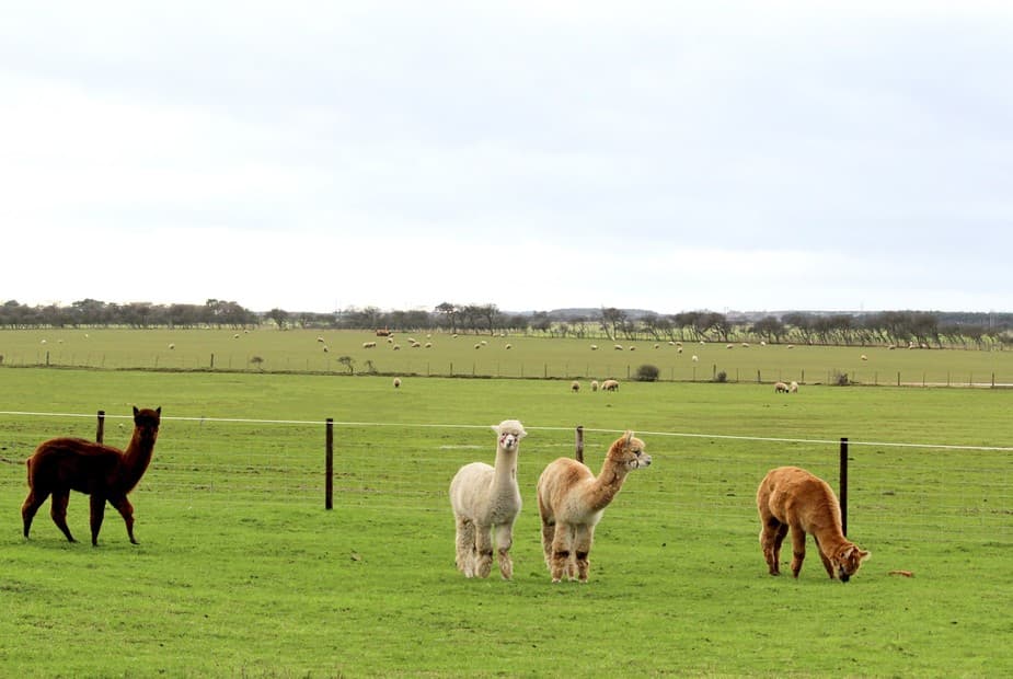 View of the surrounding fields