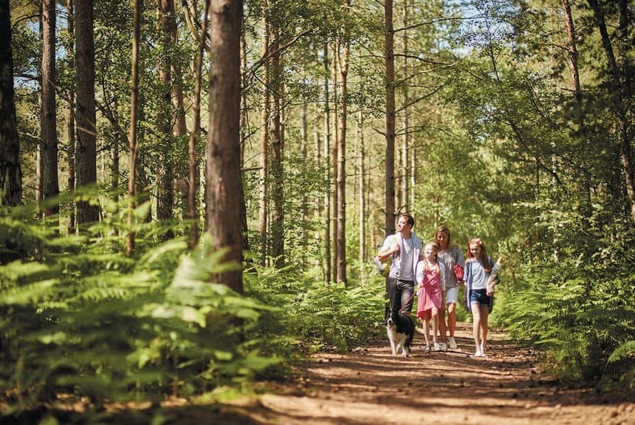 Oakdene Forest, St Leonards, Ringwood