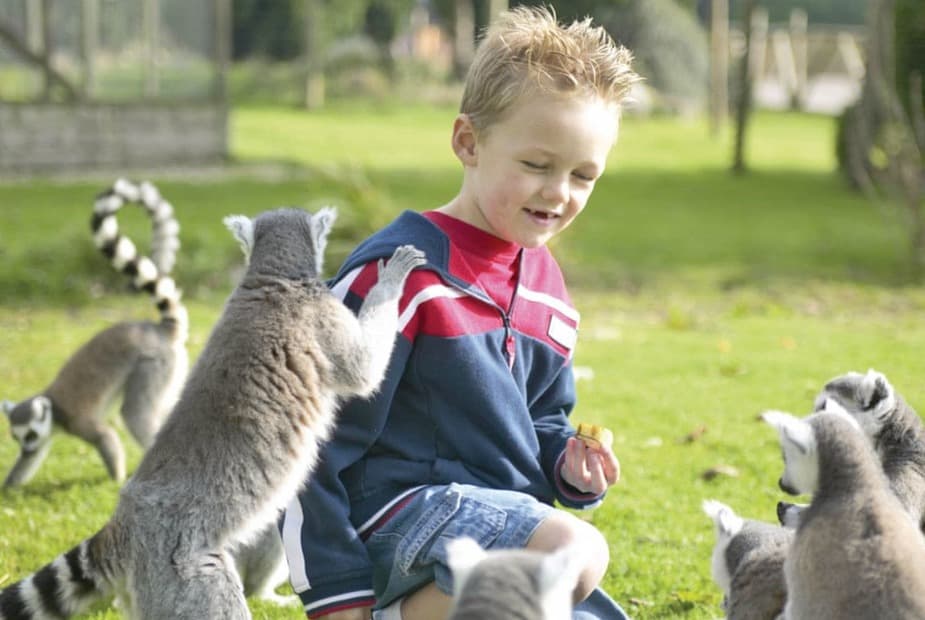 Fantastic zoo