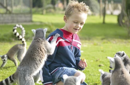 Fantastic zoo