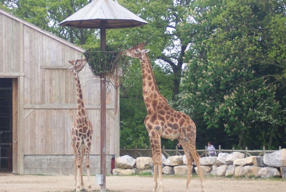 Giraffes at the zoo