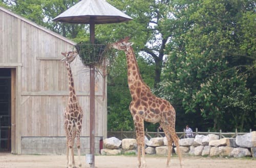 Giraffes at the zoo