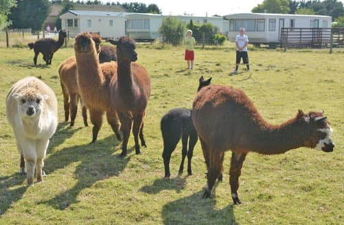 Alpacas | Swift Holiday Caravan Plus Hot Tub - Solway Holiday Village, Silloth, North Lakes