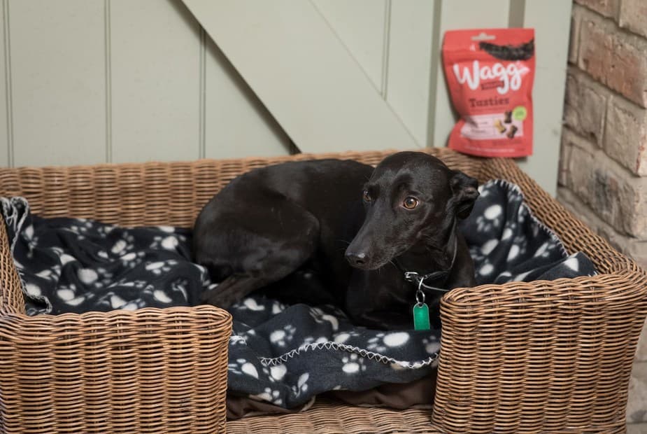 There's even a bed for your four-legged friend