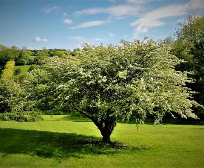 2238-8-grounds more (5)