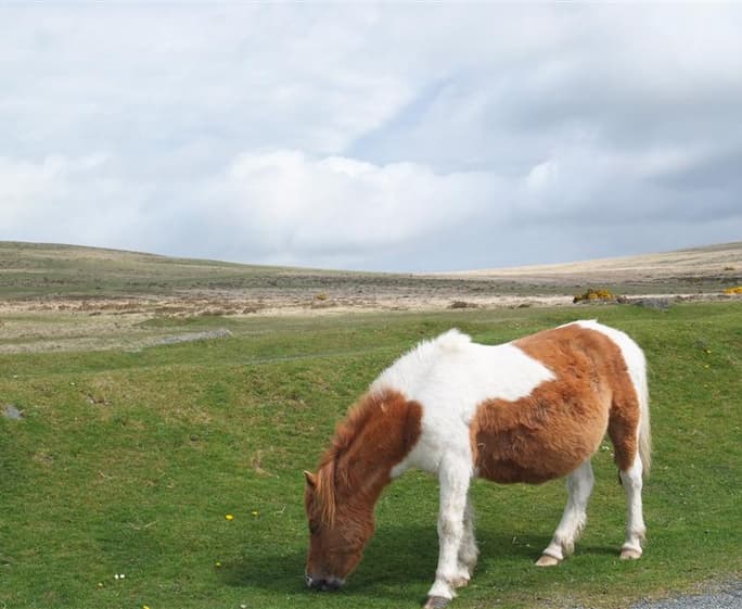 Dartmoor pony