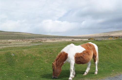 Dartmoor pony