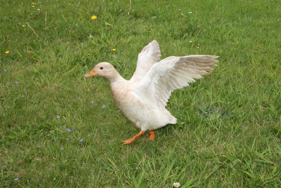 Apricot the duck 