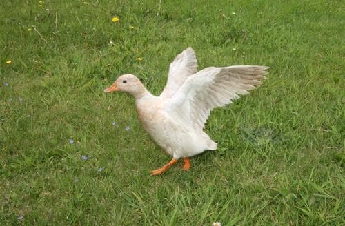 Apricot the duck 