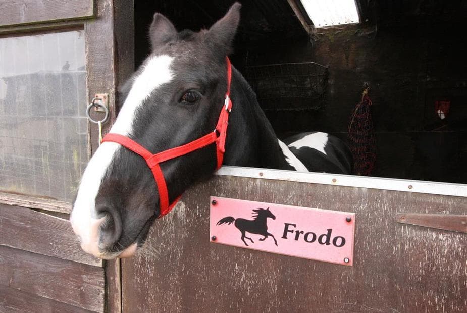 Frodo at London Wells Farm