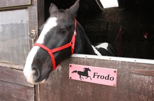 Frodo at London Wells Farm
