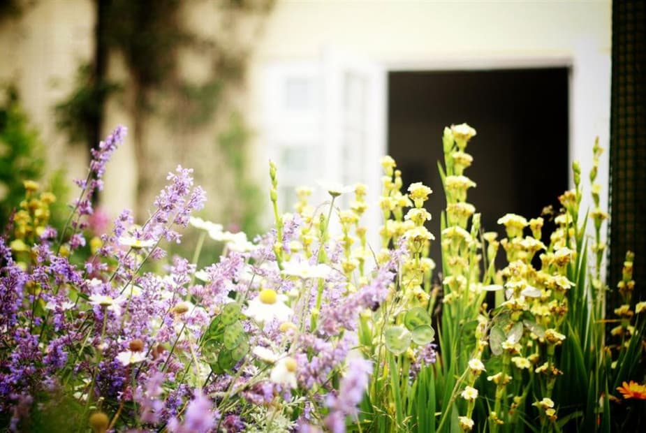 Holly Tree Cottage- garden
