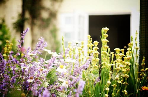 Holly Tree Cottage- garden