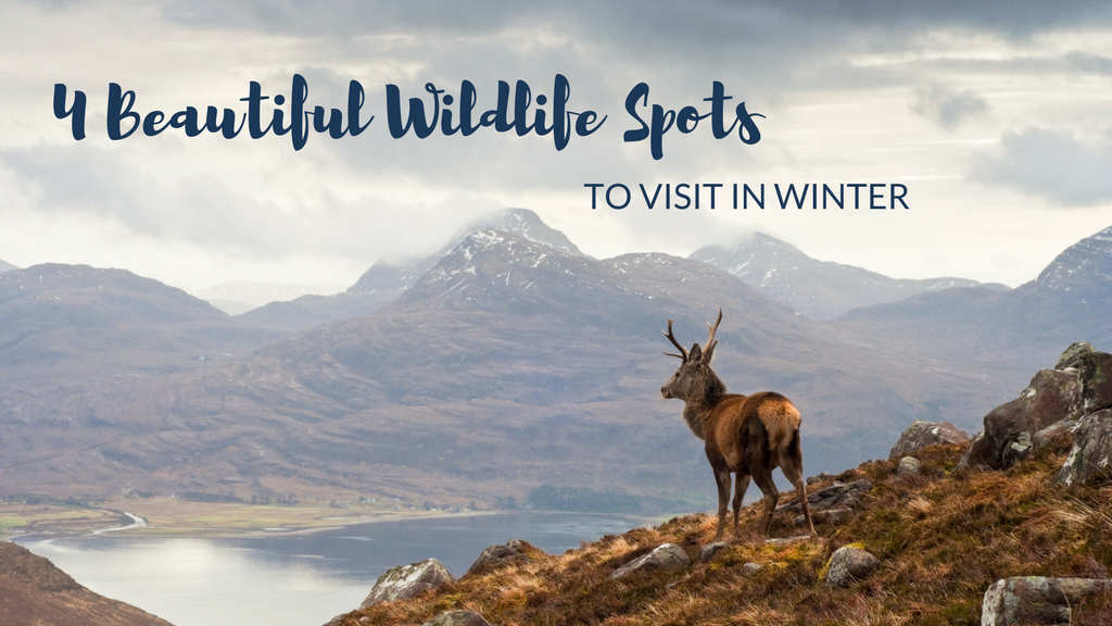 Four beautiful British wildlife spots to visit in winter