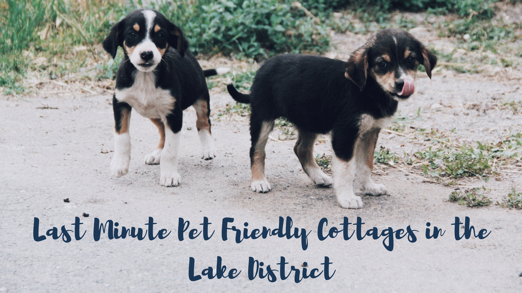 Last Minute Pet Friendly Cottages in the Lake District