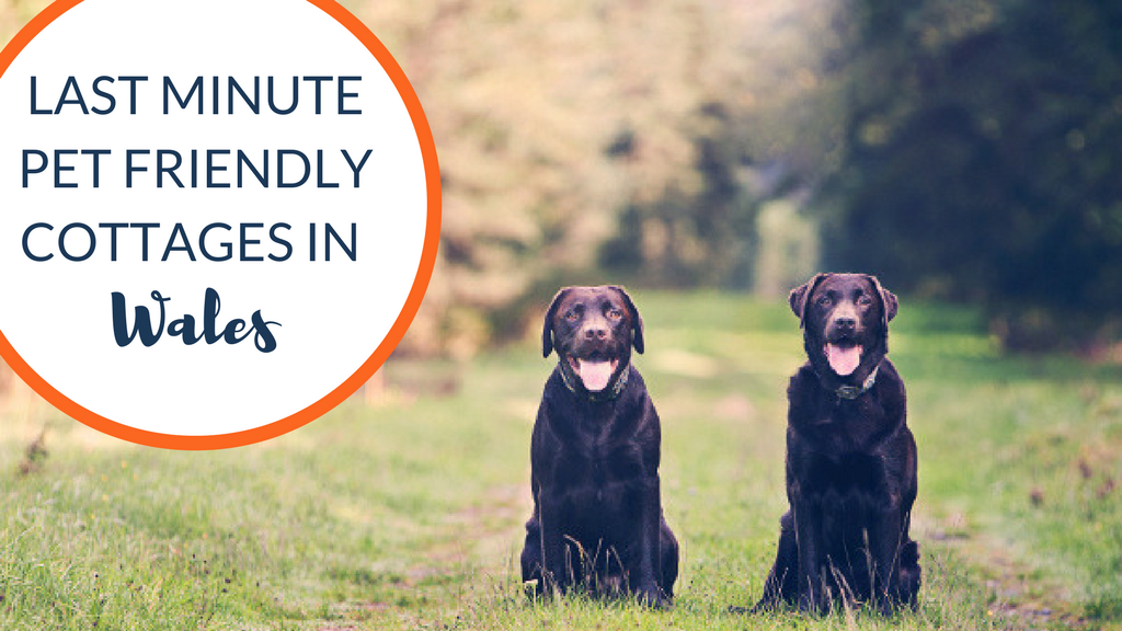 Last Minute Pet Friendly Cottages in Wales
