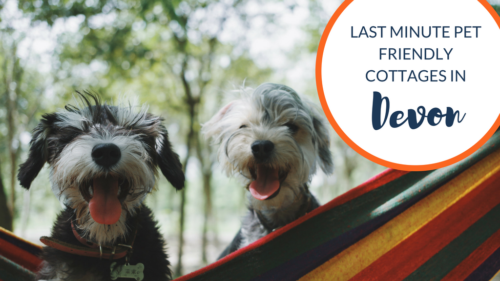 Last Minute Pet Friendly Cottages in Devon