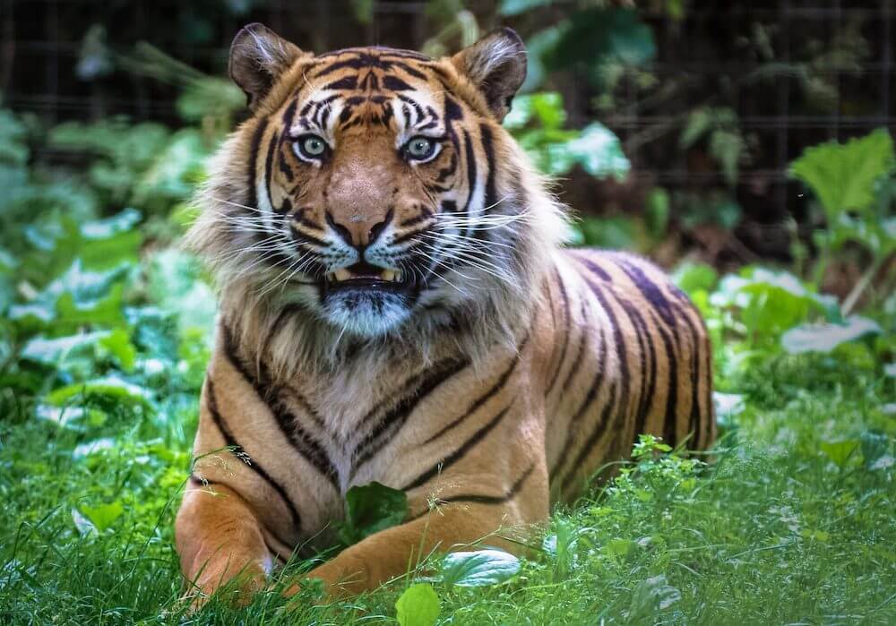 Walk with Tigers in Thrigby Hall