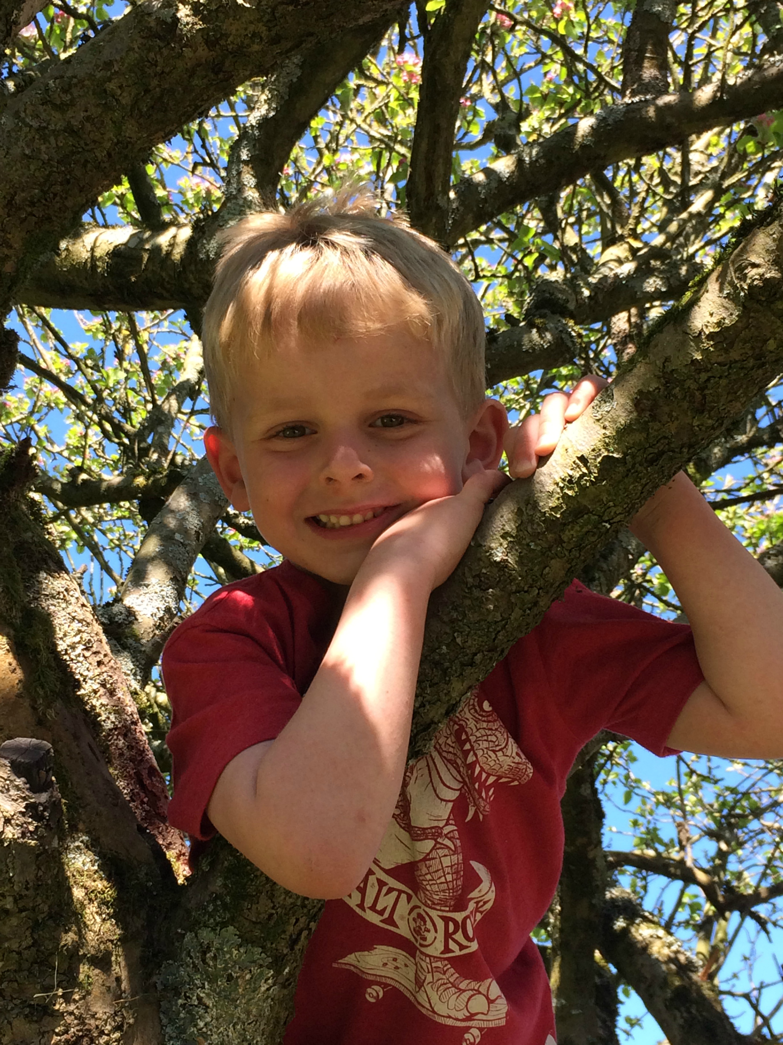 Up in the apple tree