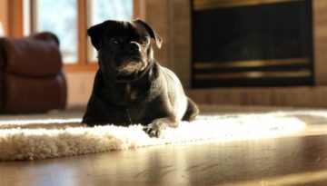 For Pet Lovers Archives Snaptrip Blog