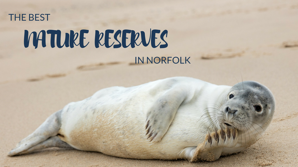 The Best Nature Reserves in Norfolk