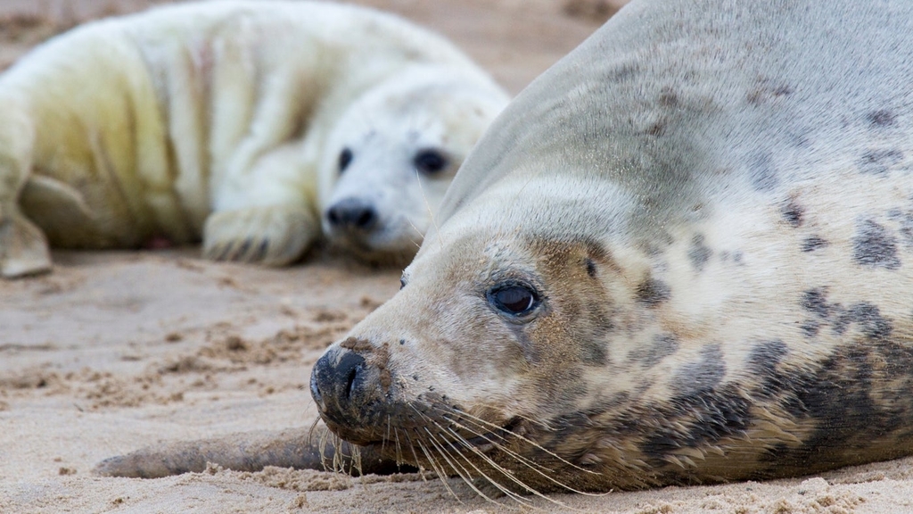 An image showcasing wildlife at Blakeney, one of Norfolk's best nature reserves