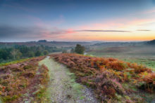 Explore the forest, one of the things to do in New Forest