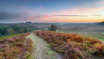 Explore the forest, one of the things to do in New Forest