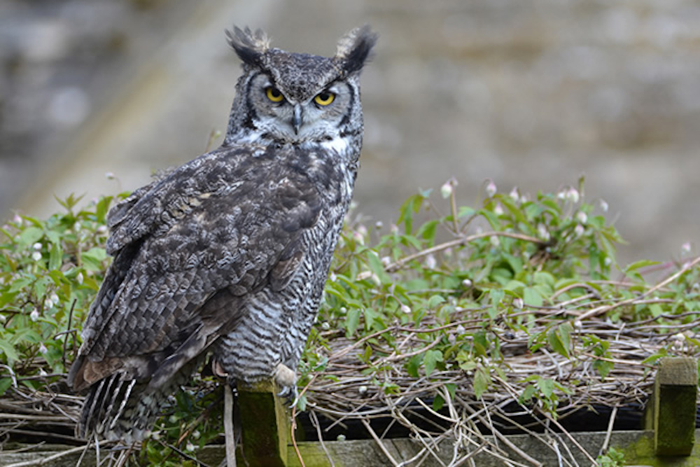 Cotswolds Falconry Centre