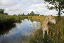 A pony by one of the waterways in the Broads that everyone should visit