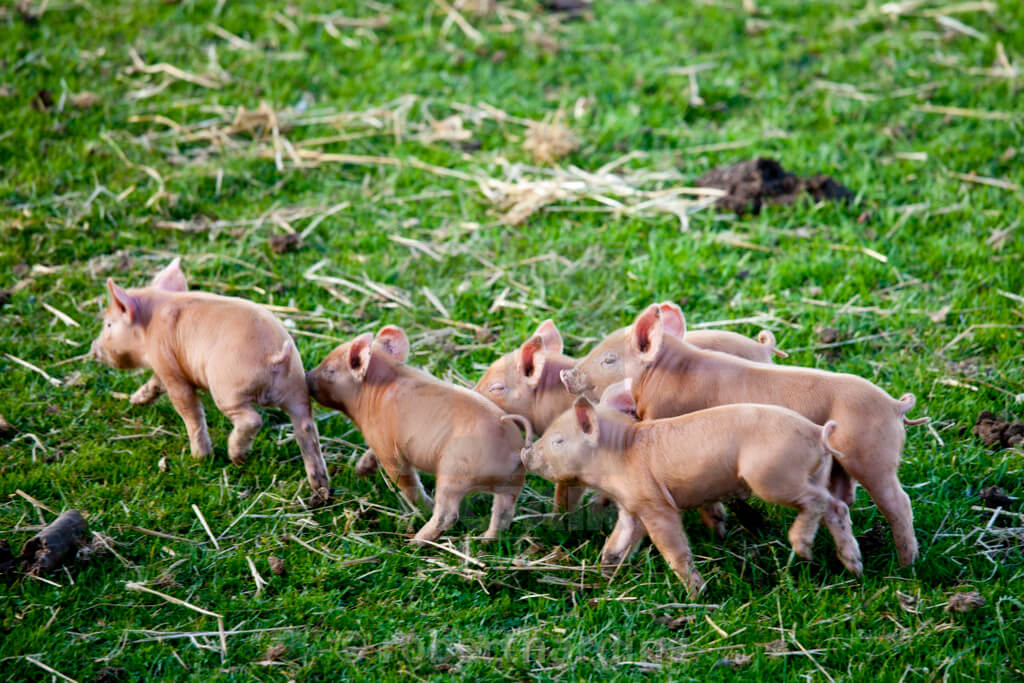 Cotswolds Farm Park