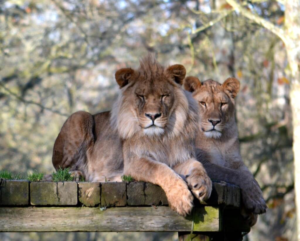 Newquay Zoo