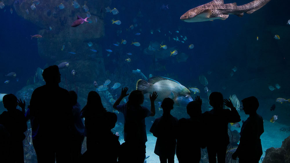 National Marine Aquarium