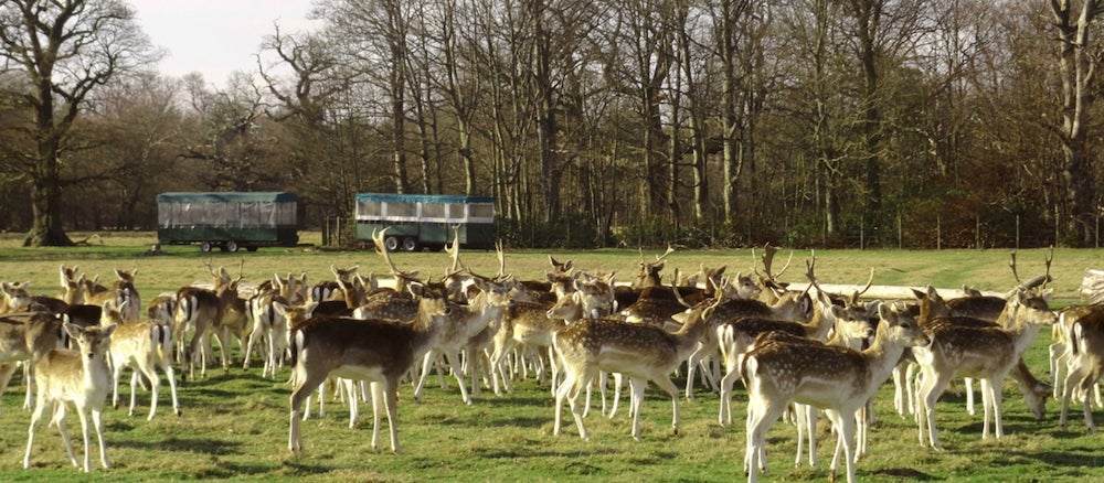 Deer Park Walk