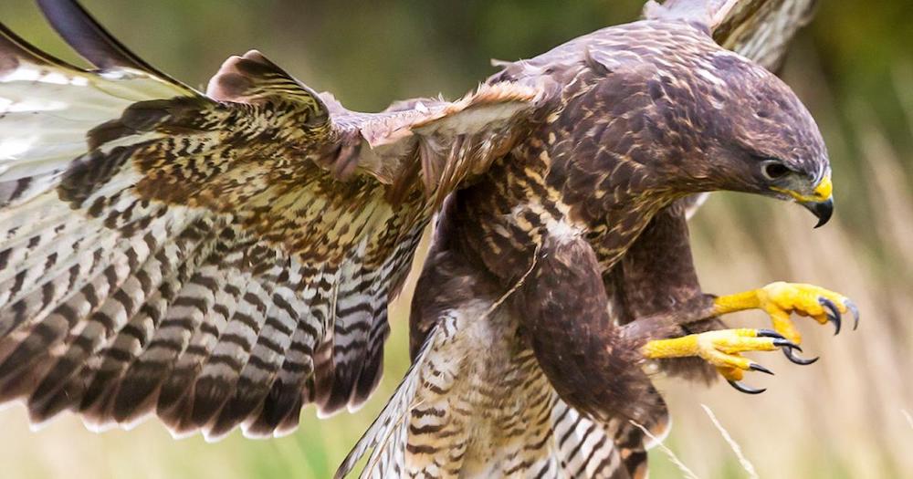 Devon Bird of Prey Sanctuary
