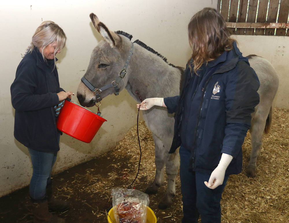 Donkey Sanctuary