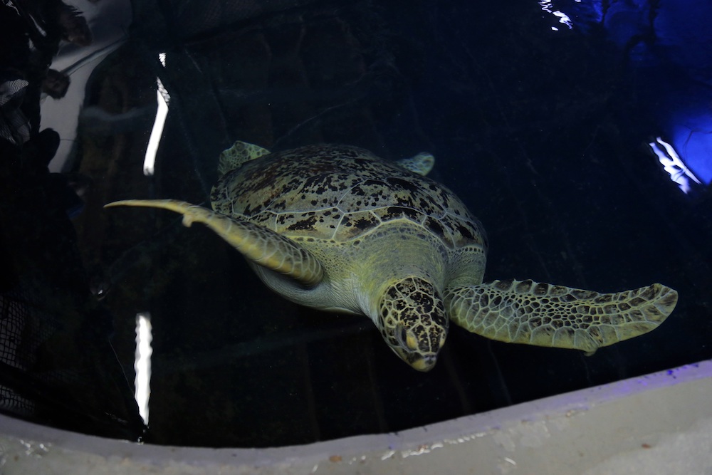 National Marine Aquarium