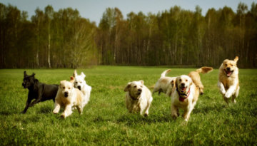 11 best dog friendly counties