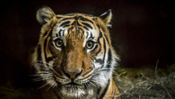 Tiger Photo by Vlad Tchompalov on Unsplash